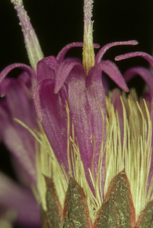 Vernonia blodgettii