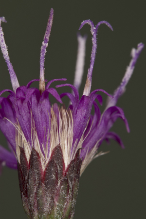 Vernonia blodgettii