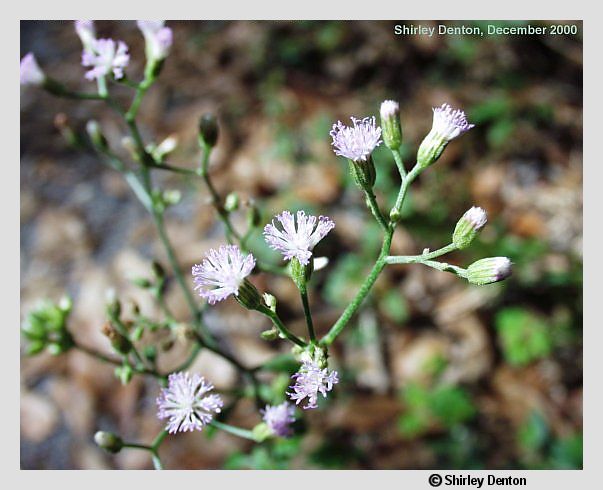 Cyanthillium cinereum