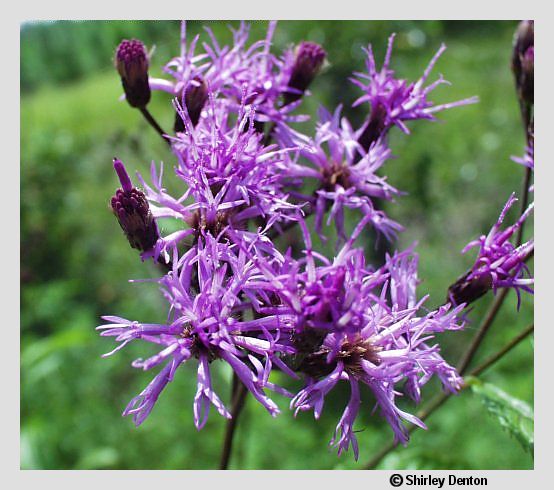 Vernonia gigantea