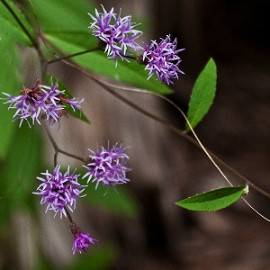 Vernonia gigantea