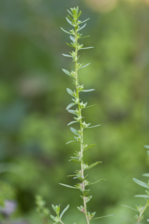 Veronica peregrina