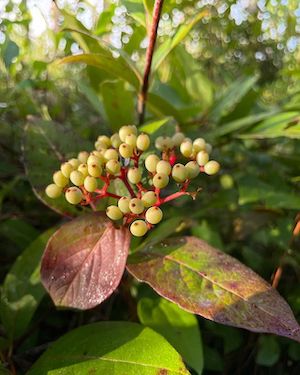 Viburnum nudum