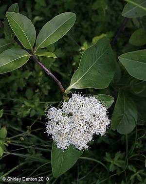 Viburnum nudum