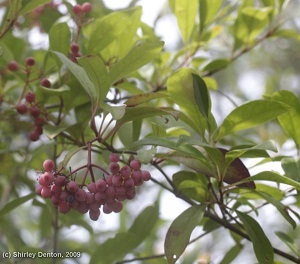 Viburnum nudum