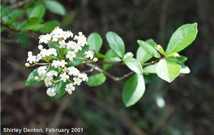 Viburnum obovatum