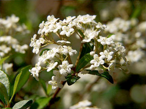 Viburnum obovatum