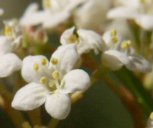 Viburnum obovatum