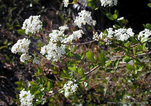 Viburnum obovatum