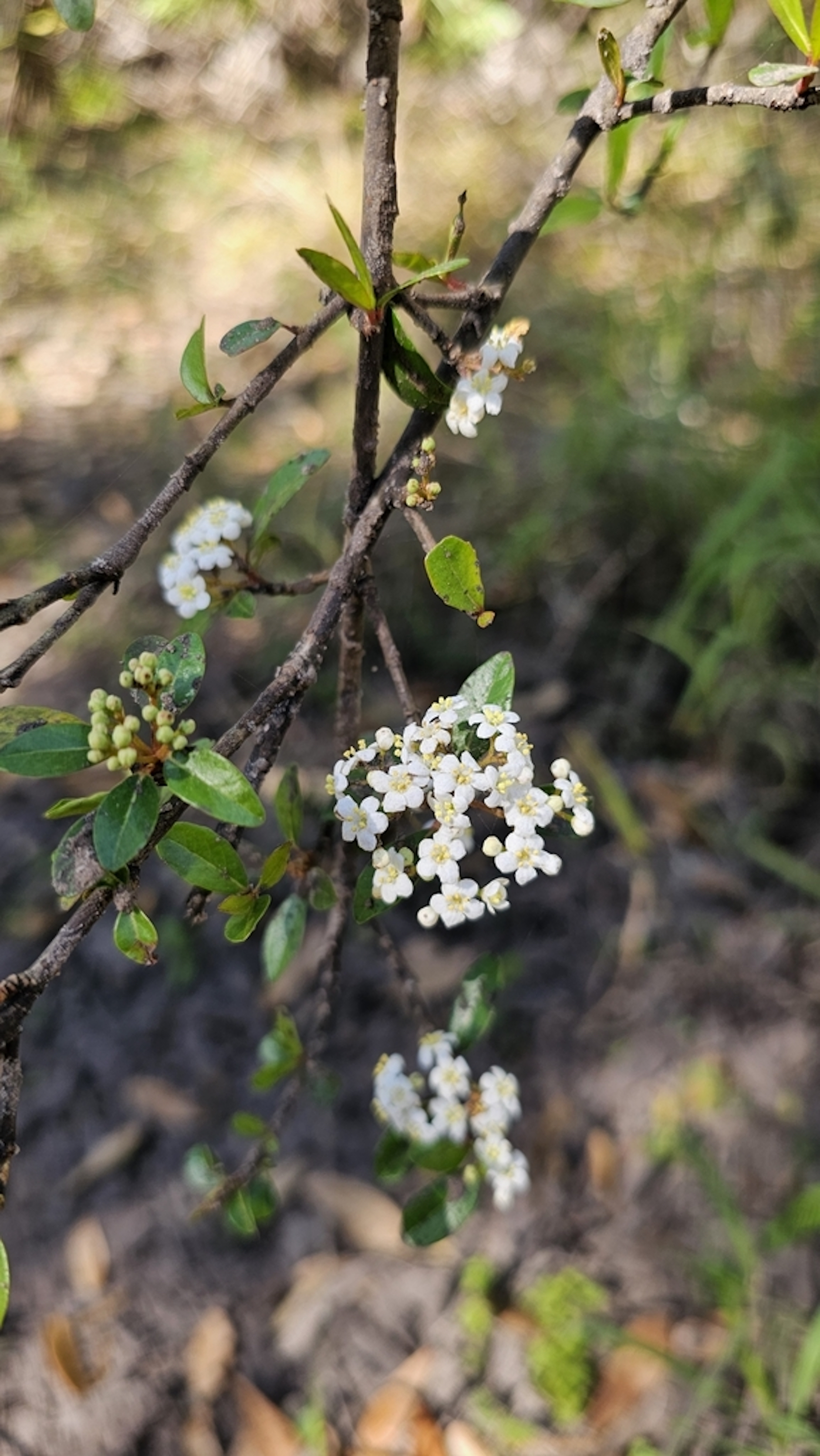 Viburnum obovatum