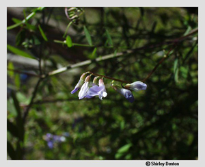 Vicia acutifolia