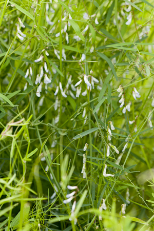 Vicia acutifolia