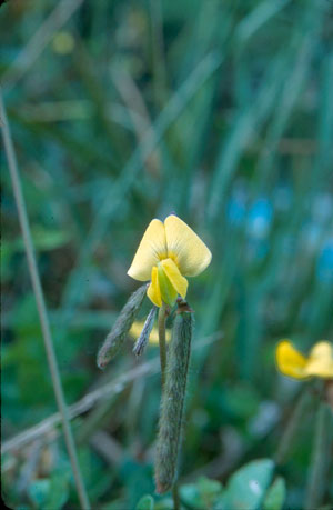 Vigna luteola