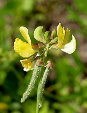 Vigna luteola