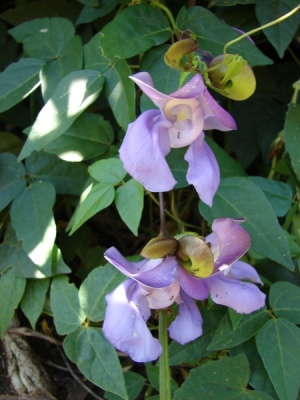 Vigna speciosa