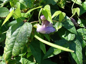 Vigna speciosa