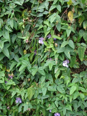 Vigna speciosa