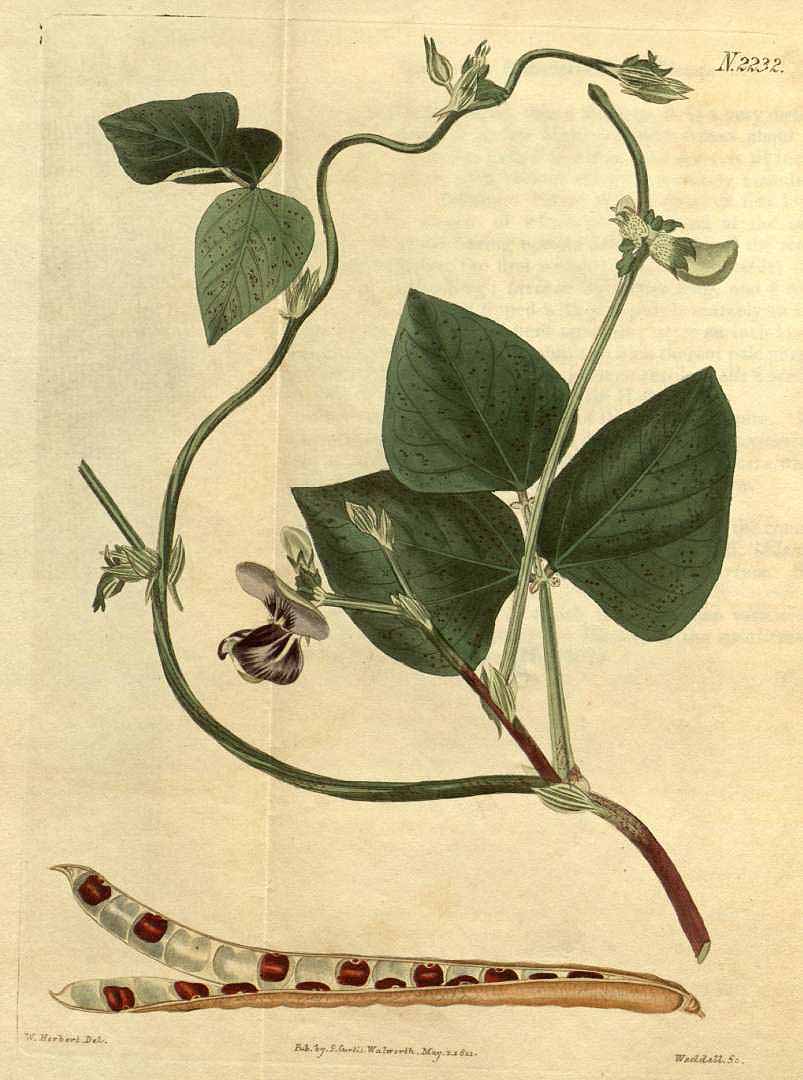 Vigna unguiculata