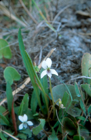 Viola lanceolata