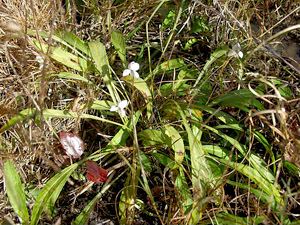 Viola lanceolata