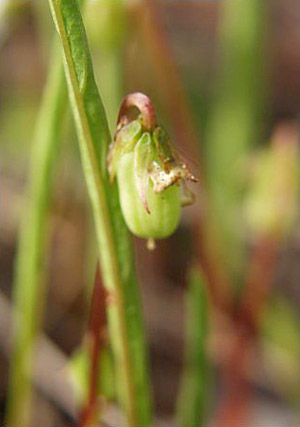 Viola lanceolata