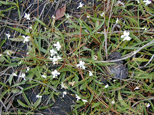 Viola lanceolata