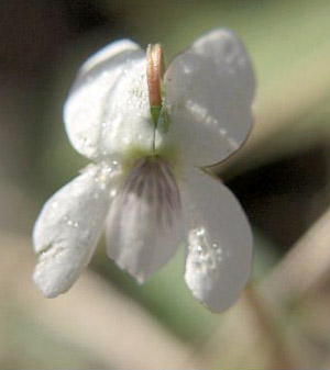 Viola lanceolata