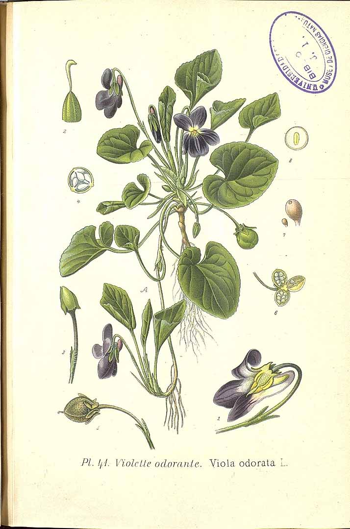 Viola odorata