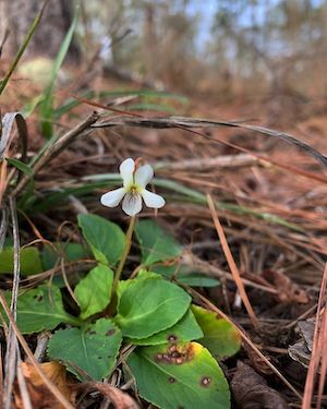 Viola primulifolia