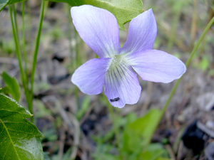 Viola sororia