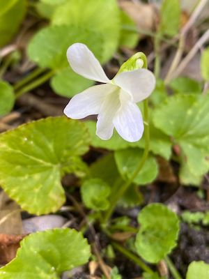 Viola sororia