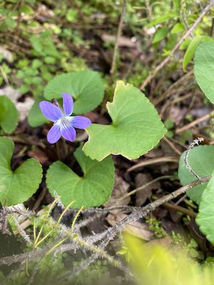 Viola sororia