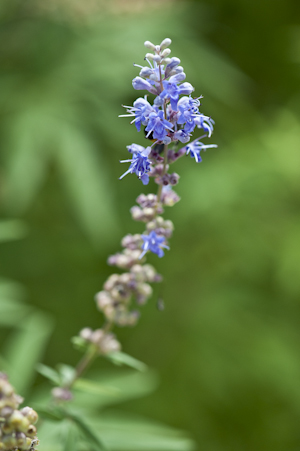 Vitex agnus-castus