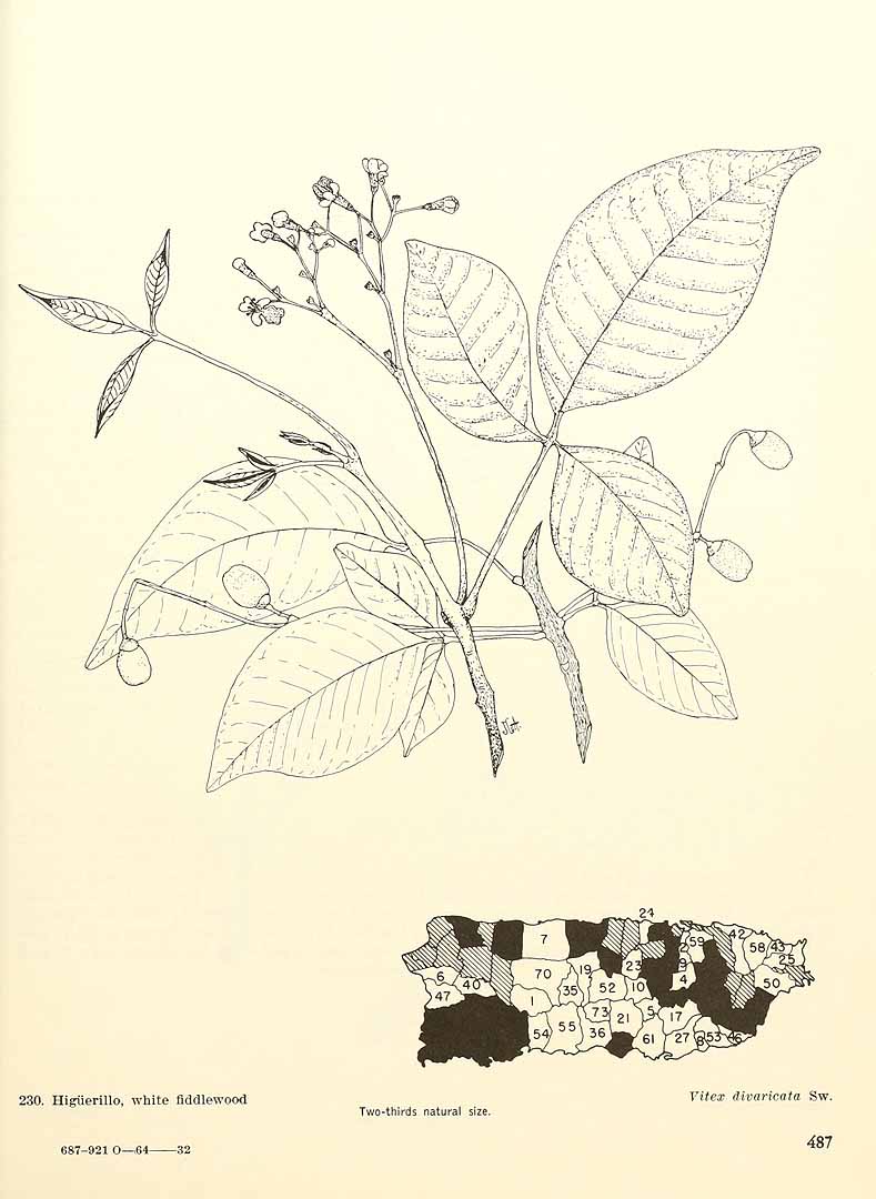 Vitex divaricata