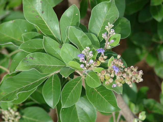 Vitex trifolia