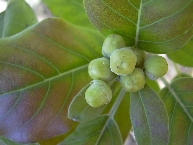 Vitex trifolia