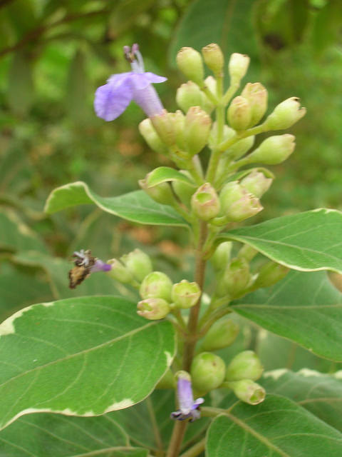 Vitex trifolia