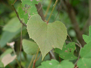 Vitis cinerea