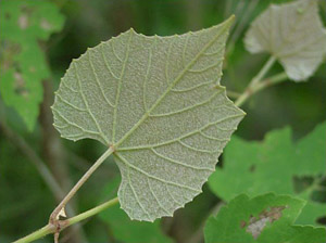 Vitis cinerea