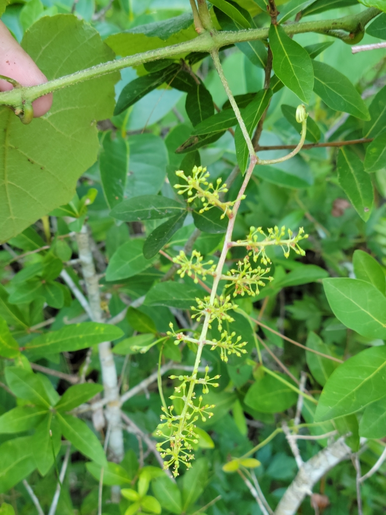 Vitis cinerea