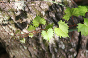 Vitis rotundifolia