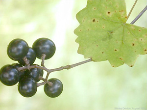 Vitis rotundifolia