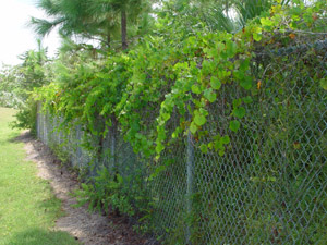 Vitis rotundifolia