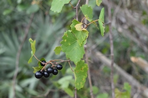 Vitis rotundifolia