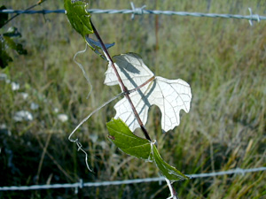 Vitis shuttleworthii