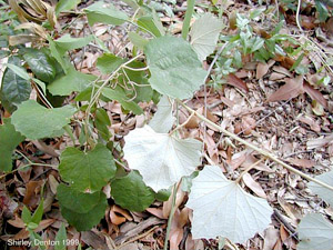 Vitis shuttleworthii