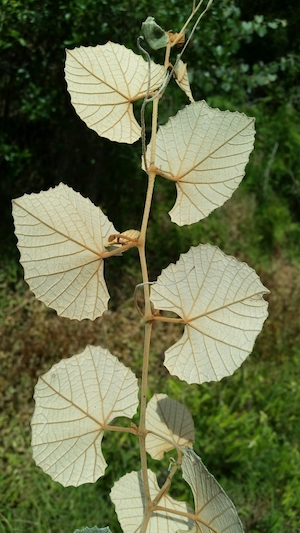 Vitis shuttleworthii