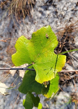 Vitis shuttleworthii