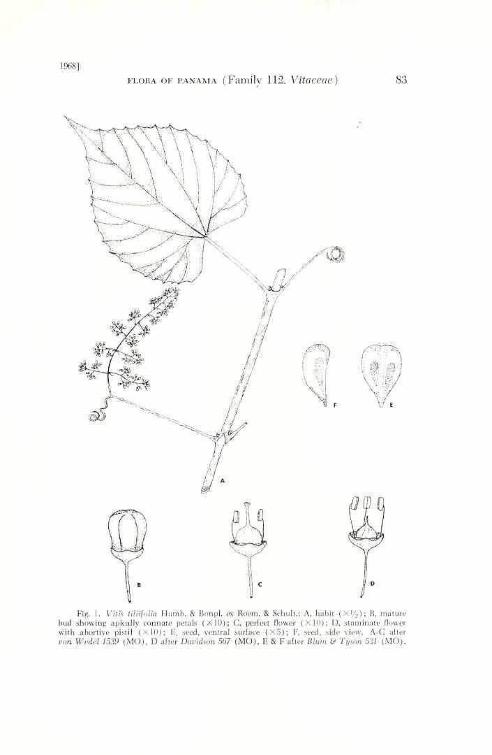 Vitis tiliifolia