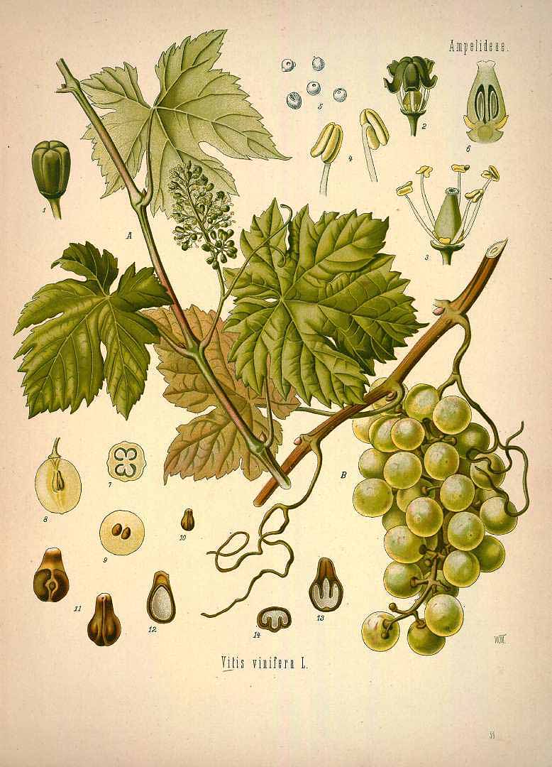 Vitis vinifera